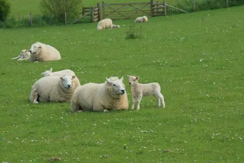Erwbarfe Farm Caravan Park
