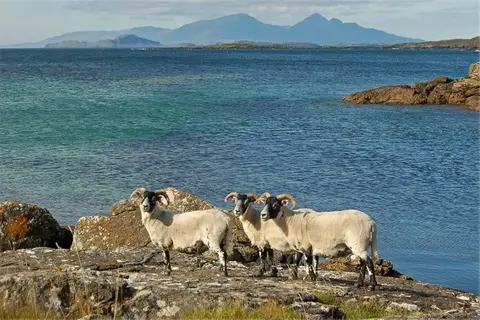 Ardnamurchan Campsite
