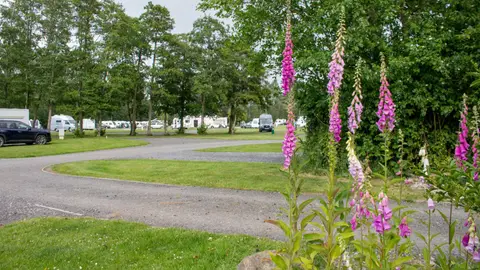 Scone Camping and Caravanning Club Site