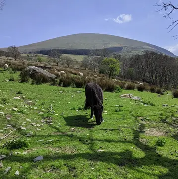 Tyn-Yr-Onnen Farm & Campsite