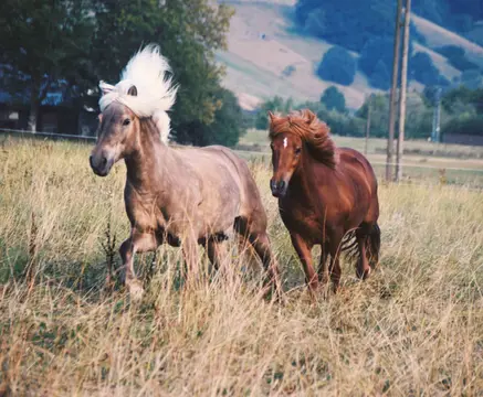 Feriencamping Münstertal