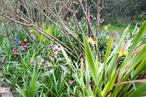 The Meadow