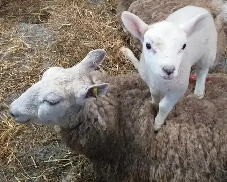 Glangwy Farm Camping