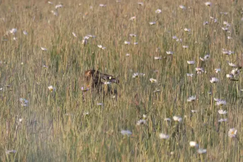 Ling's Meadow