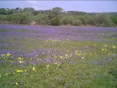 Eastern Slade Farm Campsite