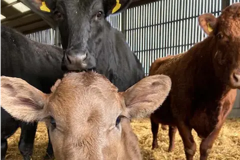 Fair Farm
