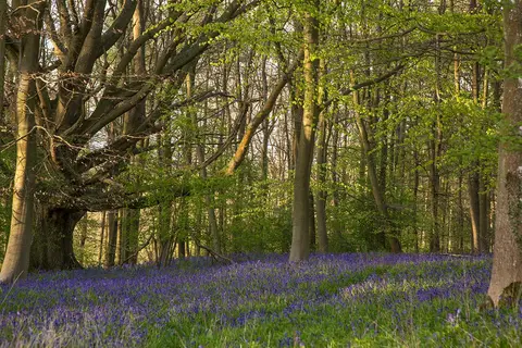 Robin Hood Park