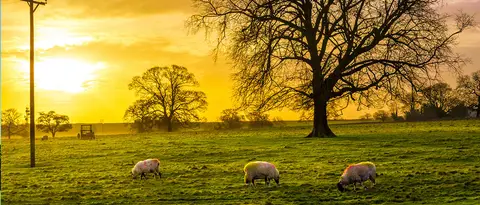 Home Farm