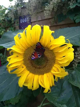 Wildflower Glamping