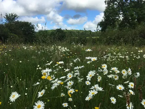 Caeau Ty'n Talwrn - Scout Campsite