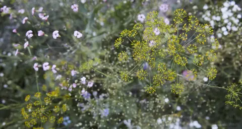 Naturistengelände Thielle - die neue zeit