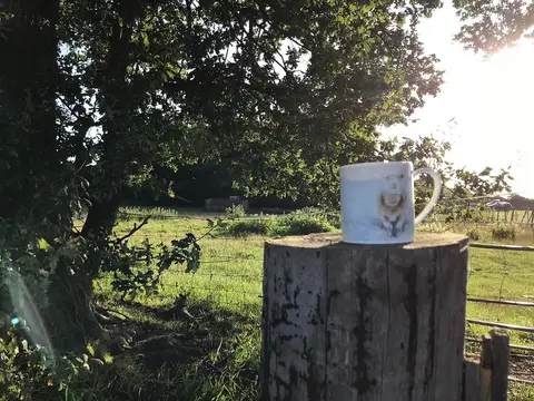 Branston Moor Campsite