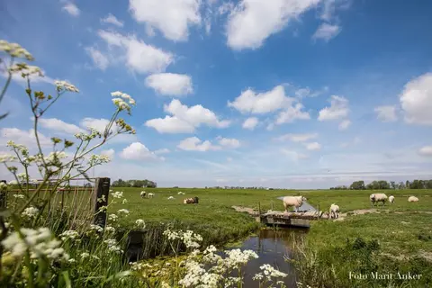 Schreiershoek