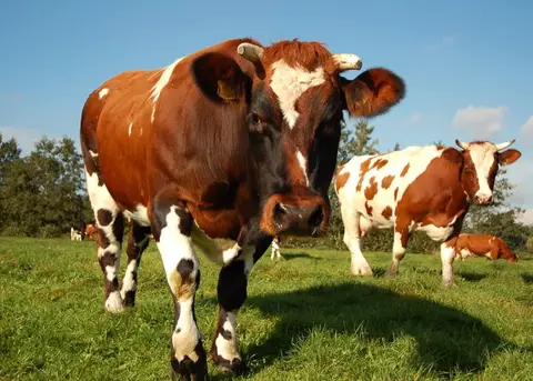 De biologische boer Tom Verkerk