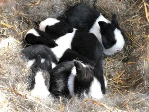 Burgerfarm