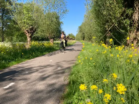 Berkenwoude