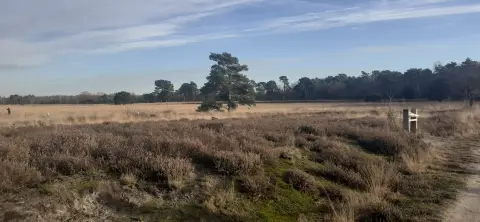 De Klompenboom