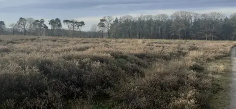 De Klompenboom