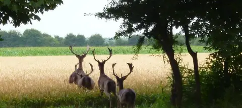 Hoekvliet