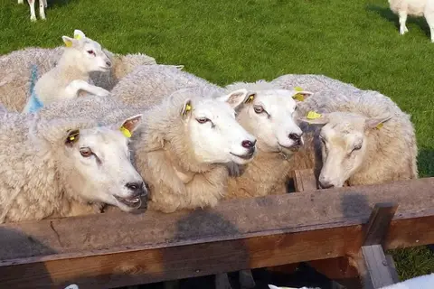 De Duinen