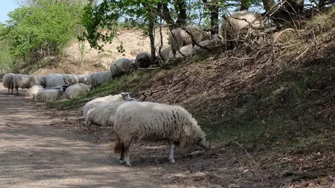 Natuurcamping Zeeweg 71