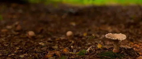 Natuurkampeerterrein Het Bos Roept
