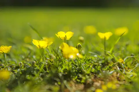 De Boterbloem
