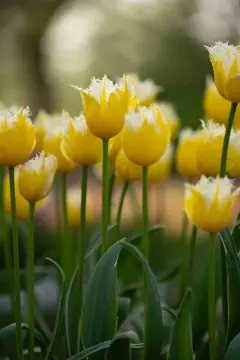 Tulpenweide