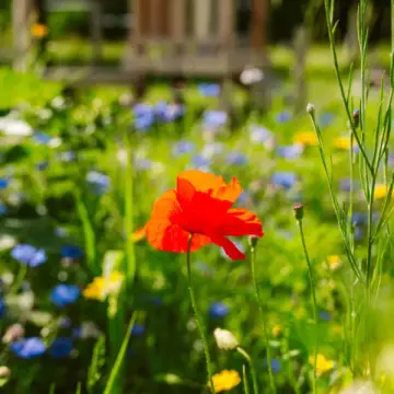 natuurkampeerterrein Hoeve Batenburg