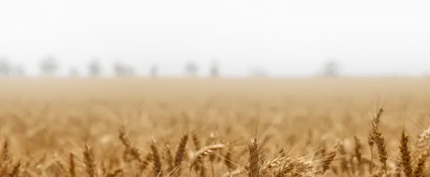 De Rodenburghoeve