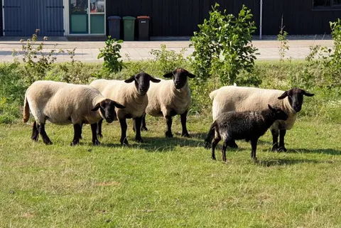 Camping Eindeloos