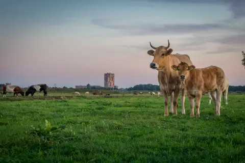 Eemlandhoeve