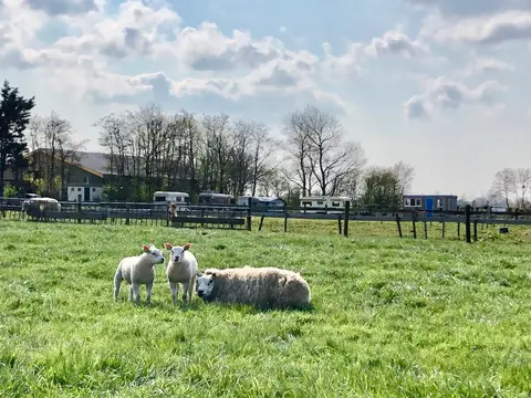 Amara Hoeve