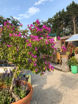 Amara Hoeve