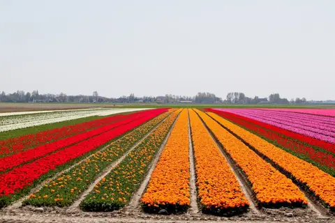 Het Groene Hart