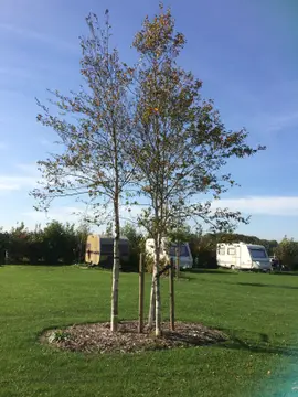 't Weeltje