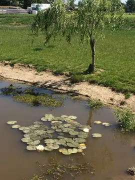 't Weeltje