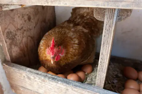 De Groene Geer