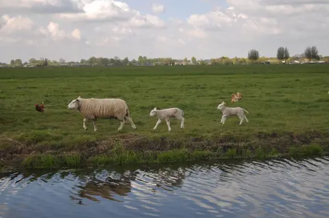 De Groene Geer