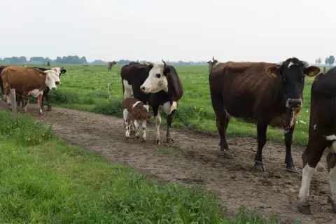 De Groene Geer