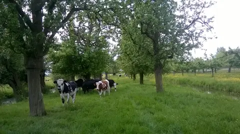 De Groene Geer