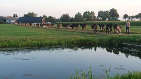 De Groene Geer