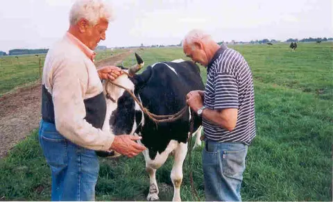 De Groene Geer
