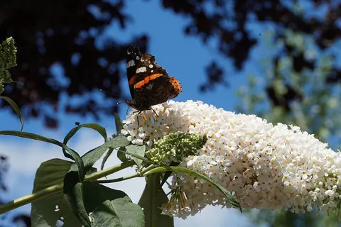 De Groene Geer