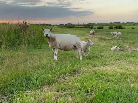 Swarthoeve