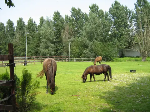De Eendenkooi