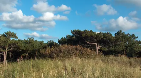 De Waddenster