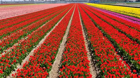 Camperplaats De Guldenroede