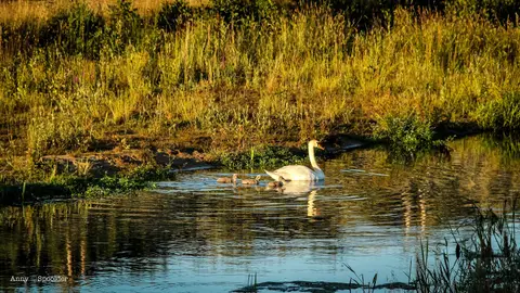 Minicamping Erve Henderiks Hoeve