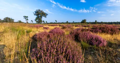 De Schaapskooi